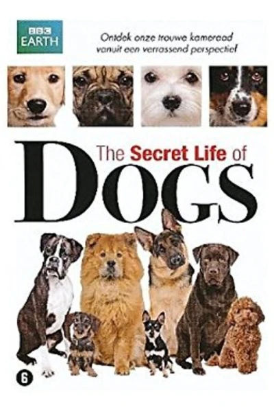 La vida secreta de los perros